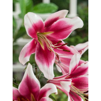Lilium ´Oriental Red-White´ / Lilie červeno-bílá, bal. 2 ks, 16/18
