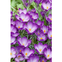 Crocus ´Ruby Giant´ / Botanický šafrán / Krokus, bal. 20 ks, 5/+