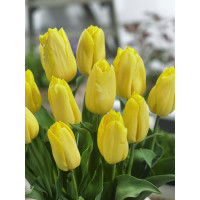 Tulipa ´Strong Gold´ / Tulipán, bal. 10 ks, 11/12