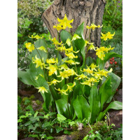 Erythronium ´Pagoda´ / Kandík žlutý, bal. 3 ks, I.