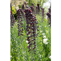 Fritillaria persica / Řebčík perský, 20/24