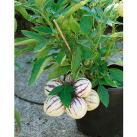 Solanum muricatum / Pepino Gold, 20 cm, K9