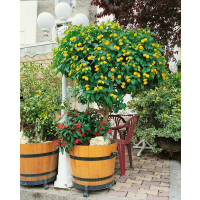 Lantana camara / Libora / Lantana měňavá, bal. 20 sem.