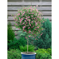 Anisodontea capensis / Růžový stromek, 20 cm, K9