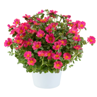 Portulaca x umbraticola Pazzaz Nano™ Fuchsia Imp / Portulaka, bal. 3 ks, 3x K7