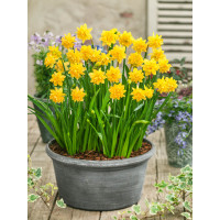 Narcis ´Tete Bouclé´ / Narcis, bal. 5 ks, 11/12