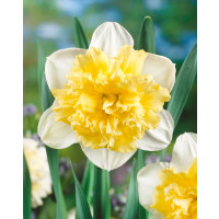Narcis ´Ice King´, bal. 5 ks, 12/14