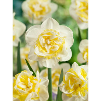 Narcis ´Westward´ / Narcis, bal. 5 ks, 12/14