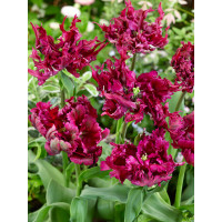 Tulipa ´Parrot Negrita´ / Tulipán, bal. 5 ks, 11/12