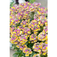 Nemesia x hybrida ´Nesia®Banana Swirl´ / Nemesia, K7