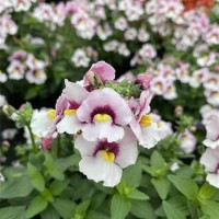 Nemesia Lyric® Light Pink Eye / Nemesia, bal. 3 ks, 3x K7