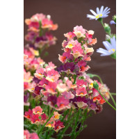 Nemesia x hybrida ´Nesia®Tropical´ / Nemesia, K7