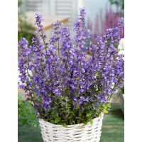 Nepeta x faassenii 'Kit Kat' / Šanta zkřížená , K9