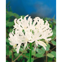 Nerine bowdenii ´Alba´ / Nerina bílá, bal. 2 ks, 12/14