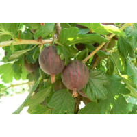Ribes grossularia ´Niesluchowski´ / Angrešt červený rezistentní, stromek, VK, 4-5 výh.