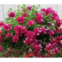 Petunia Tumbelina ´Cherry Ripple´ / Petunie, K7