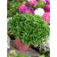 Ocimum basilicum ´Copa® Petite Green´ / Bazalka, 15-20 cm, K7