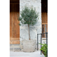 Olea europaea / Olivovník, 15-20 cm, K9