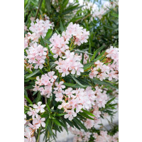 Nerium oleander ´ALSACE´ / Oleandr obecný světle růžový, 20 cm, K9