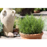 BIO Santolina viridis / Olivová bylinka, K12