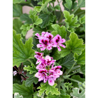 Pelargonium citr. ´Orange Fizz´ / Muškát odpuzující komáry, K7