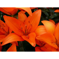 Lilium ´Orange Ton´ / Lilie, bal. 2 ks, 16/18