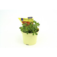 Origanum vulgare BIO / Dobromysl obecná/ Oregano, K12