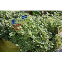 Origanum vulgare BIO / Dobromysl obecná/ Oregano, K12
