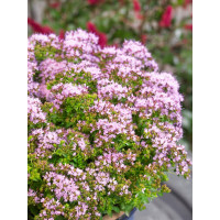 Origanum vulgare ´Compactum´ / Dobromysl obecná / Oregano, K9