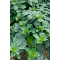 Origanum vulgare ´Margeritha´/ Dobromysl, 15-20 cm, K7