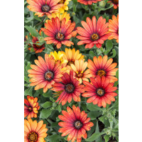 Osteospermum ´Zanzibar Firework Red´/ Osteospermum, bal. 6 ks sadbovačů