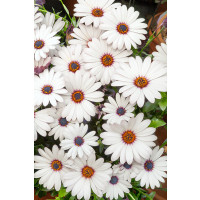Osteospermum ´Zanzibar White´ / Osteospermum bílé, bal. 3ks, 3x K7