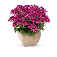 Pelargonium crispum Angelseyes ´Cassis´ / Pelargonie anglická fialová, K7