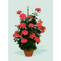 Pelargonium PAC® ´Antik Orange´ / Pelargonie rychle rostoucí, bal. 3 ks, 3x K7
