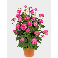 Pelargonium PAC® ´Antik Pink´ / Pelargonie rychle rostoucí, K7