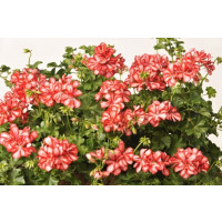 Pelargonium pelt. PAC® ´Mexica Ruby´ / Muškát, bal. 3 ks, 3xK7