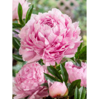 Paeonia lact. ´Sarah Bernhardt´ / Pivoňka, C3