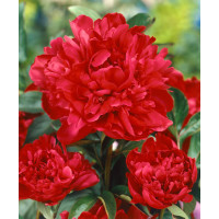 Paeonia ´Karl Rosenfield´ / Pivoňka, 2/3