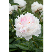 Paeonia ´Top Brass´ / Pivoňka, 2/3