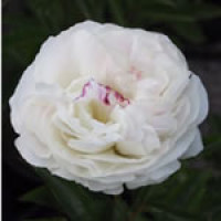 Paeonia lact. ´Alba Plena´ / Pivoňka bylinná, C2