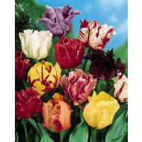 Tulipa parrot mix / Směs papouškovitých tulipánů, bal. 7 ks, 11/12