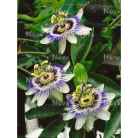 Passiflora coerulea / Mučenka modrá, mladá rostl., K9