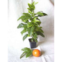 Passiflora edulis ´Frederik´ / Mučenka jedlá / Maracuja, K9