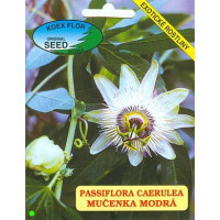 Passiflora coerulea / Mučenka modrá, bal. 15 sem.