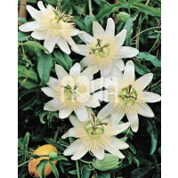 Passiflora ´Constance Elliot´ / Mučenka bílá, C1,5