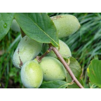Asimina triloba / Muďoul trojlaločný / Paw paw, 25 cm, K13, roub. r.