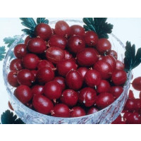 Ribes grossularia ´Pax®´ / Angrešt červený rezistentní beztrný, keř roubovaný, VK
