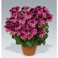 Pelargonium Candy Flowers® ´Pink with Eye´ / Pelargonie růžová, bal. 3 ks, 3x K7