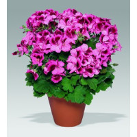 Pelargonium grandiflorum ´Aristo Apricot´ / Pelargonie velkokvětá růžová, bal. 6 ks sadbovač.