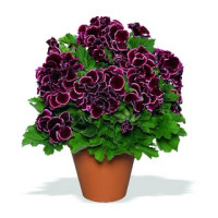 Pelargonium grandiflorum ´Aristo Beauty´ / Pelargonie velkokvětá červená, K7